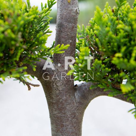 Cupressus leylandii zoom sur tronc