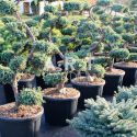 Juniperus chin Blue Alps  taille 120/130 container 65L