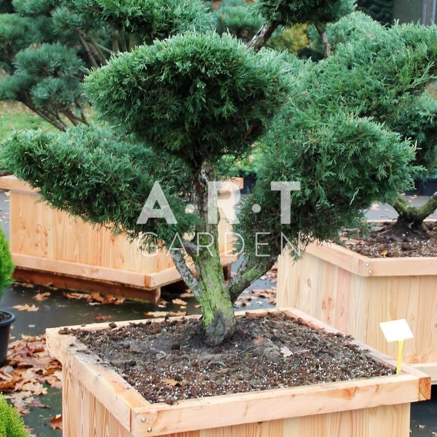 Juniperus media Hetzii taille 100/125cm
