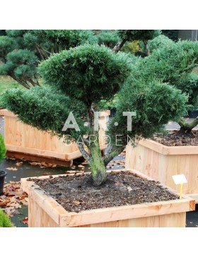 Juniperus media Hetzii taille 100/125cm