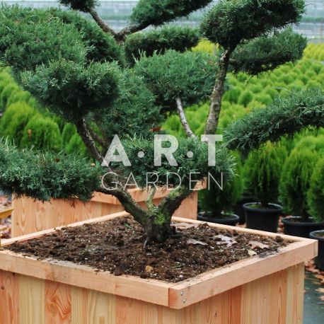 Juniperus media Hetzii taille 100/125 caisse bois 80x80