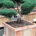 Juniperus media Hetzii  taille 80/100 Caisse bois 70x70