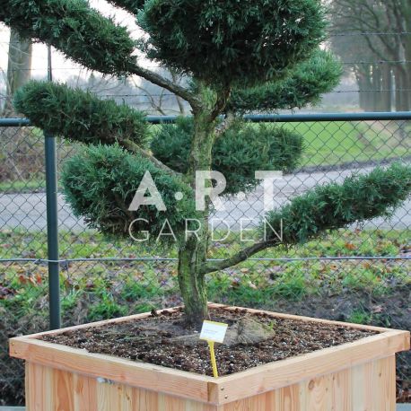 Juniperus media Hetzii taille 160/180 caisse bois 100x100