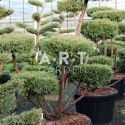Juniperus media Hetzii taille 120/140 contenair 230L