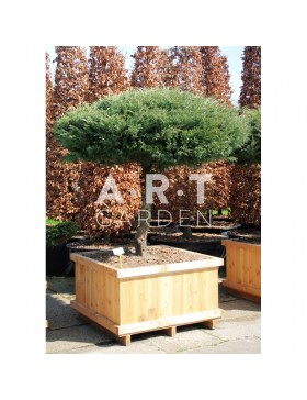 Juniperus media Hetzii tronc 80 parasol diamètre 150 caisse bois 110x110