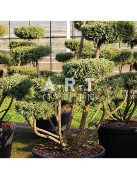 Juniperus media Hetzii taille 120/140 contenair 230L