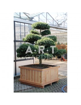 Juniperus media Hetzii taille 175/200 caisse bois 110x110