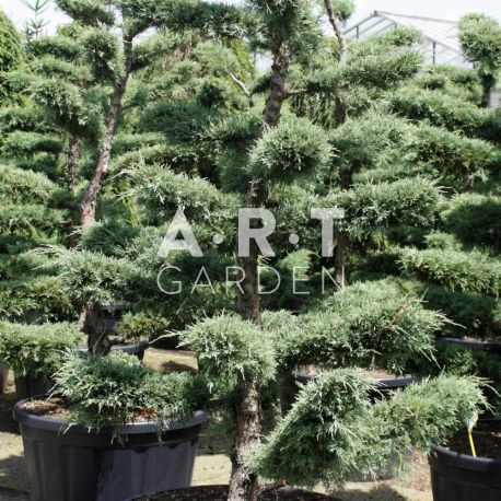 Juniperus media Hetzii taille 175/200 contenair 230L