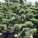 Juniperus media Hetzii taille 175/200 contenair 230L