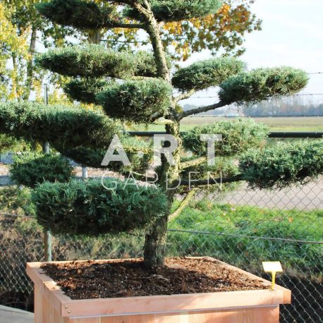Juniperus media Hetzii taille 175/200 caisse bois 100x100