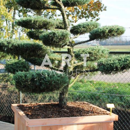 Juniperus media Hetzii taille 175/200 caisse bois 100x100