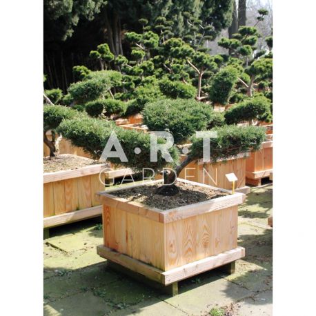 Juniperus media Pfitz Compacta taille 80/100 caisse bois 70x70
