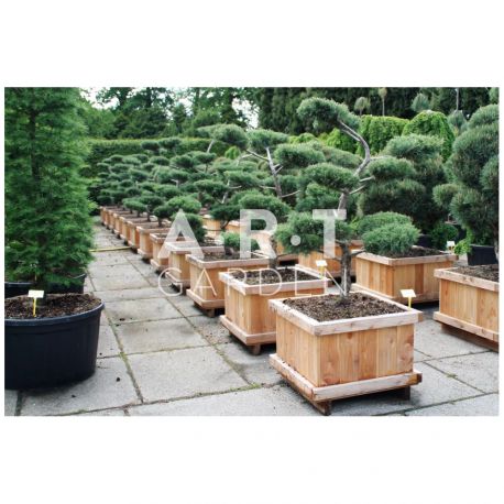 Juniperus media Pfitz Compacta taille 100/120 caisse bois 70x70