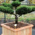 Juniperus media Pfitz Compacta taille 100/125 caisse bois 90x90