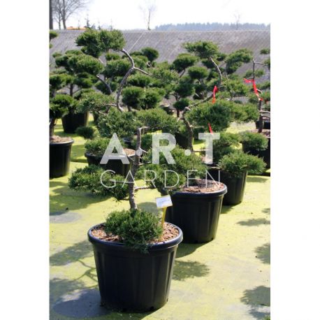 Juniperus sabina Rockery Gem taille 100/120 contenair 80L