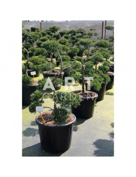 Juniperus sabina Tam no Blight taille 80/100 contenair 65L