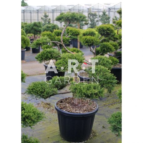 Juniperus sabina Rockery Gem taille 100/120 contenair 80L