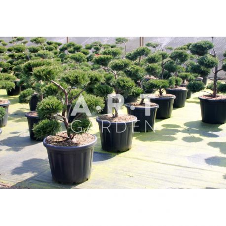 Juniperus sabina Tam no Blight taille 80/100 contenair 65L