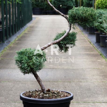 Juniperus virg Grey Owl taille 80/+ contenair 25L