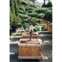Juniperus media Pfitz Compacta taille 100/120 caisse bois 70x70