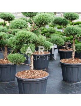 Juniperus virg Glauca taille 100/125 contenair 110L