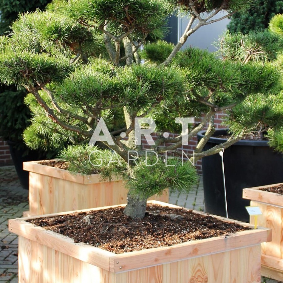 Pinus Contorta taille 150/175 caisse bois 90x90