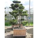Pinus Contorta taille 175/200 caisse bois 100x100