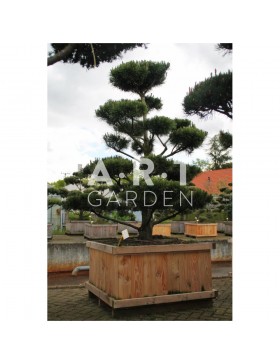 Pinus Contorta taille 200/225 caisse bois 110x110