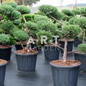 Juniperus virg Glauca taille 100/125 contenair 110L
