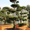 Pinus mugo taille 250/300cm caisse bois 110x110
