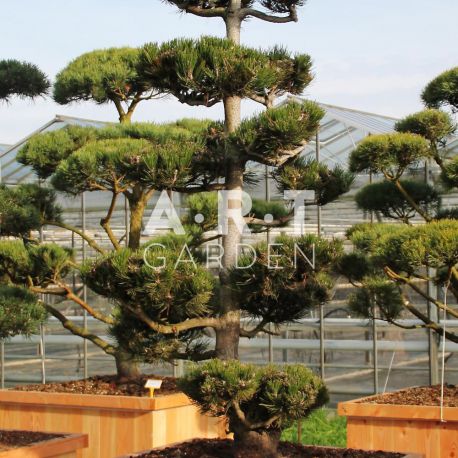 Pinus mugo taille 250/300cm en caisse bois 110x110