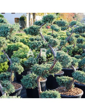 Juniperus chin Blue Alps  taille 120/130 container 65L
