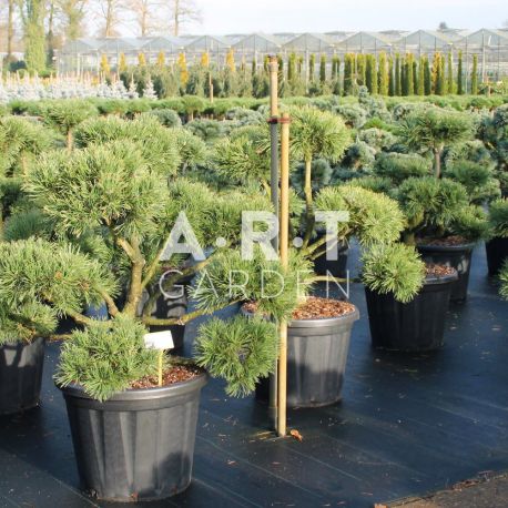 Pinus mugo Gnom taille 100/125 contenair 80L