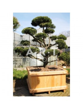 Pinus mugo Gnom taille 175/200 caisse bois 120x120