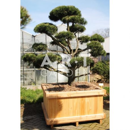 Pinus mugo Gnom taille 175/200 caisse bois 120x120