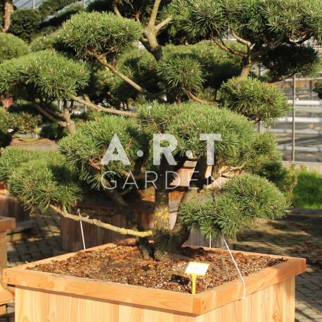 Pinus mugo Gnom taille 175/200 caisse bois 110x110