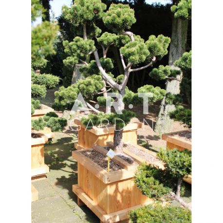 Pinus mugo March taille 125/150 caisse bois 60x60