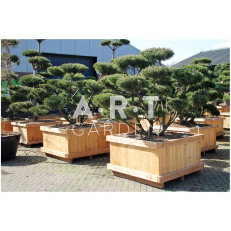 Pinus mugo Mughus taille 175/200 caisse bois 120x120