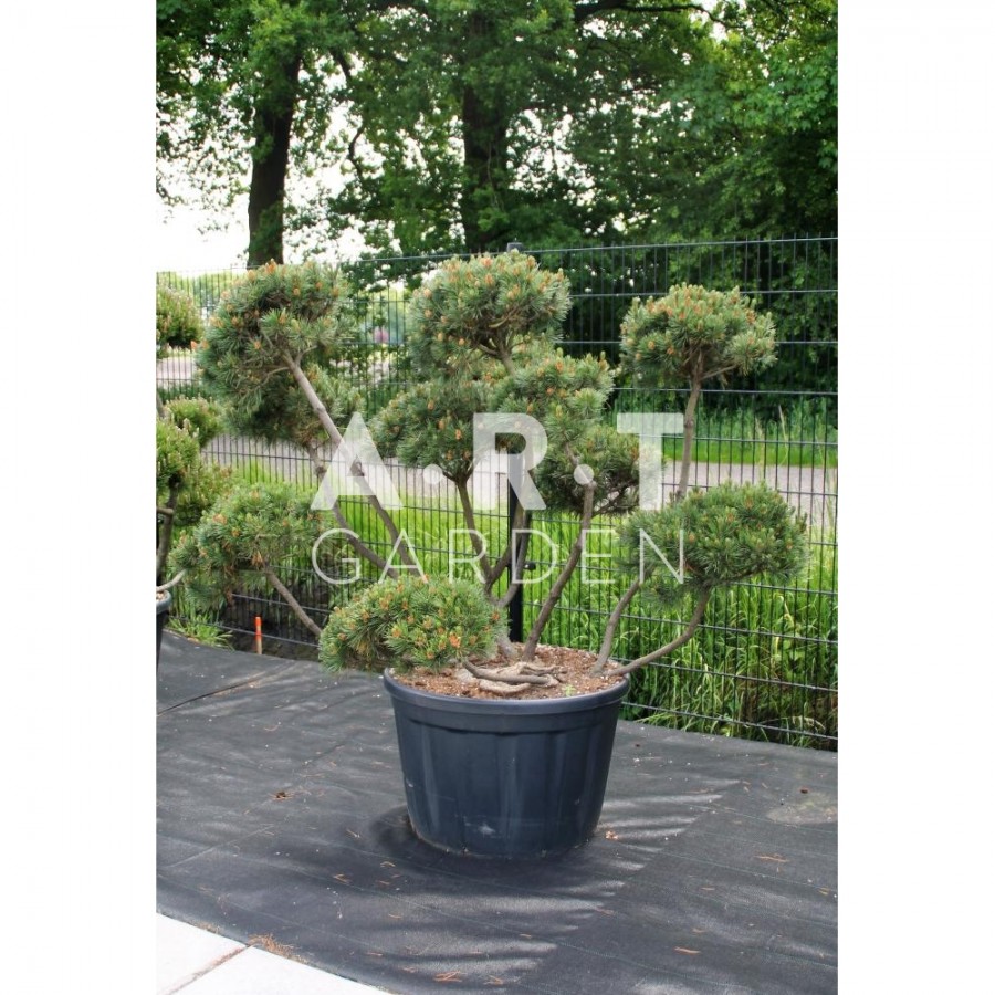 Pinus mugo Mughus taille 125/150 contenair 290L