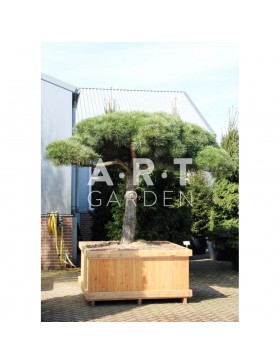 Pinus nigra Austriaca tronc 120 parasol diamètre 200/250 caisse bois 140x140