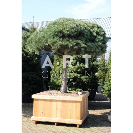 Pinus nigra Austriaca tronc 120 parasol diamètre 250/300 caisse bois 160x160