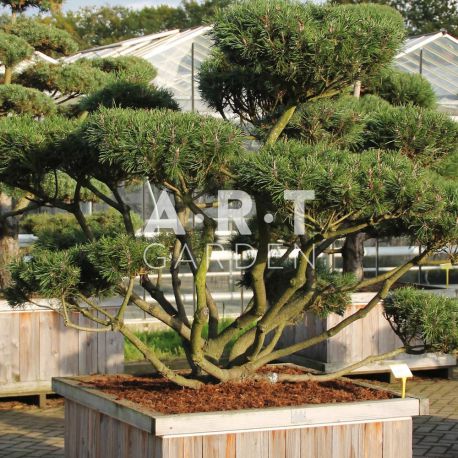 Pinus mugo Mughus et sa caisse bois