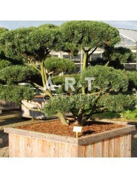 Bonsai géant Pinus mugo Mughus