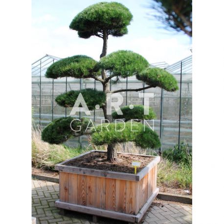 Pinus nigra Nigra taille 200/225 caisse bois 120x120