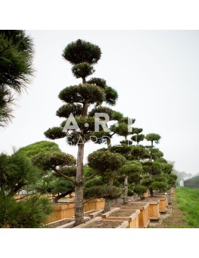 Pinus nigra Nigra taille 250/300 caisse bois