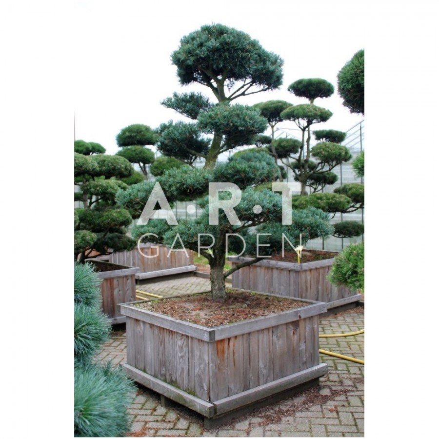 Arbre nuage Pinus parviflora Glauca