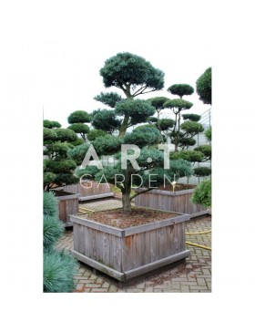 Arbre nuage Pinus parviflora Glauca