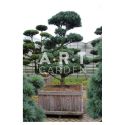Arbre japonais Pinus parviflora Glauca et sa caisse bois 110x110