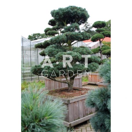 Bonsai géant Pinus parviflora Glauca