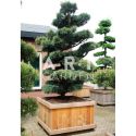 Pinus parviflora Glauca taille 225/250 caisse bois 125x125